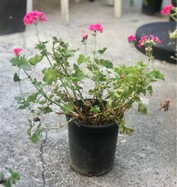$3 Pink geraniums