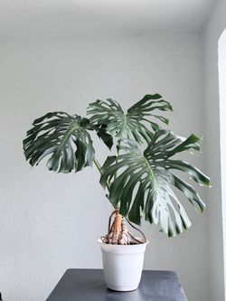 Monstera Plant