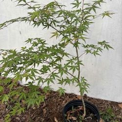 Japanese Maple Trees 🍁