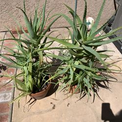 lavender angustifolia plants for sale Lavandula angustifolia 'Edelweiss' | Outdoor Plant