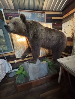 Full Body Brown Bear Taxidermy Mount