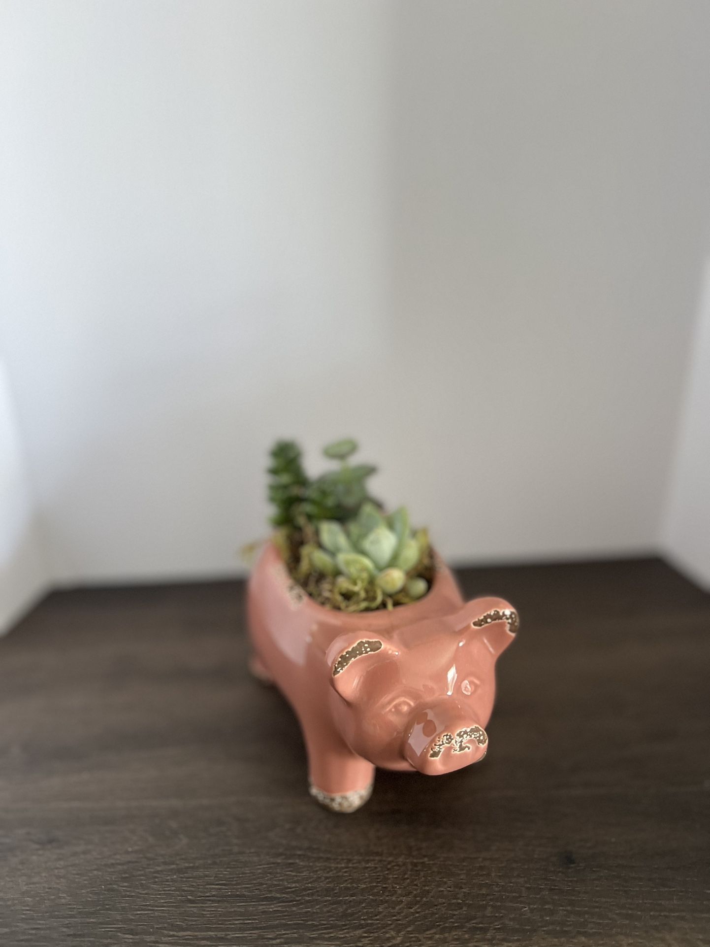 Succulent Arrangement