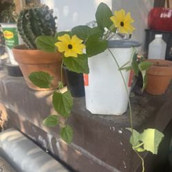 Yellow Flower Vine Plant 