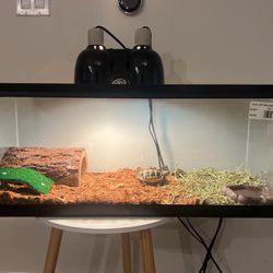 Reptile Tank- Full Setup (free 🐢)