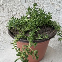 6 Inch Pot Rare Succulent Plant - Sedum Album - Athoum Stonecrop - Rooted & Established - Drought Resistant - 🪴