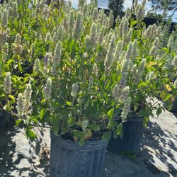 White Shrimp Plant – 3 Gallon Tropical Flowering Shrub 🤍🌿