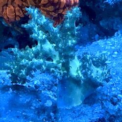 RARE Ulta Metallic Teal Green - Blue  Sinularia Coral Leather 