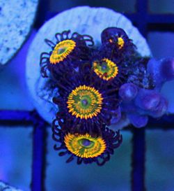 Sunny D Coral Frag