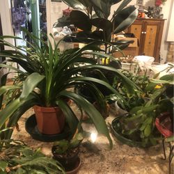 HOUSE PLANTS for SALE. Saturday & Sunday