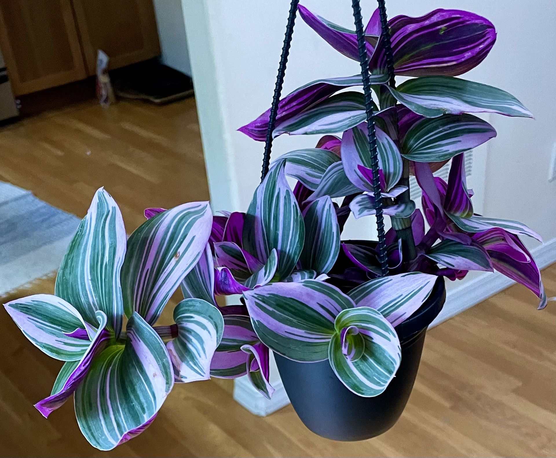 Tradescantia Nanouk Plant in Hanging Pot 💜 / Free Delivery Available 
