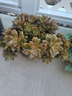 Live Succulent Plant in Pot