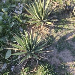 Mature Agave Lechugilla Plants