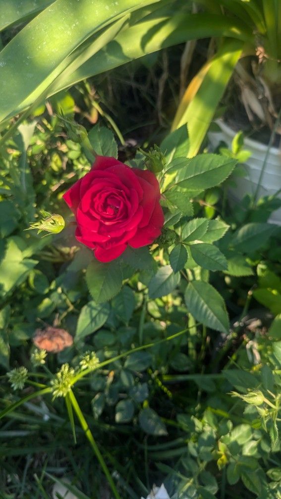 Roses $10