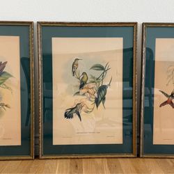 Vintage Framed John Gould Hummingbird Lithographs, 1940s - Set of 3