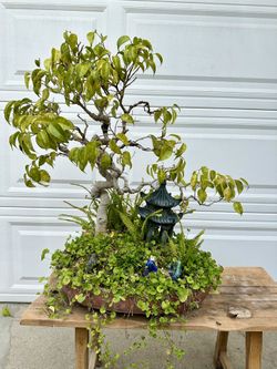 Ficus Bonsai