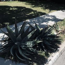 Free Aloe Vera Plants