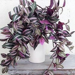 Tradescantia Zebrina Plant/ House Plant/ Indoor Plant Flower Patio Garden 
