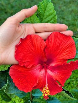 Red Hibiscus (Shoeblackplant) – Approximately 5 Ft Tall