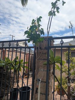 Free Chaya plant about 8 ft.tall no pot.
