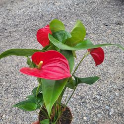 Red Anthurium Plant 6" Pot $5 Each