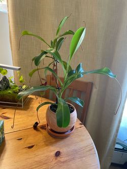 Nepenthes ventricosa x lowii   (pitcher plant)