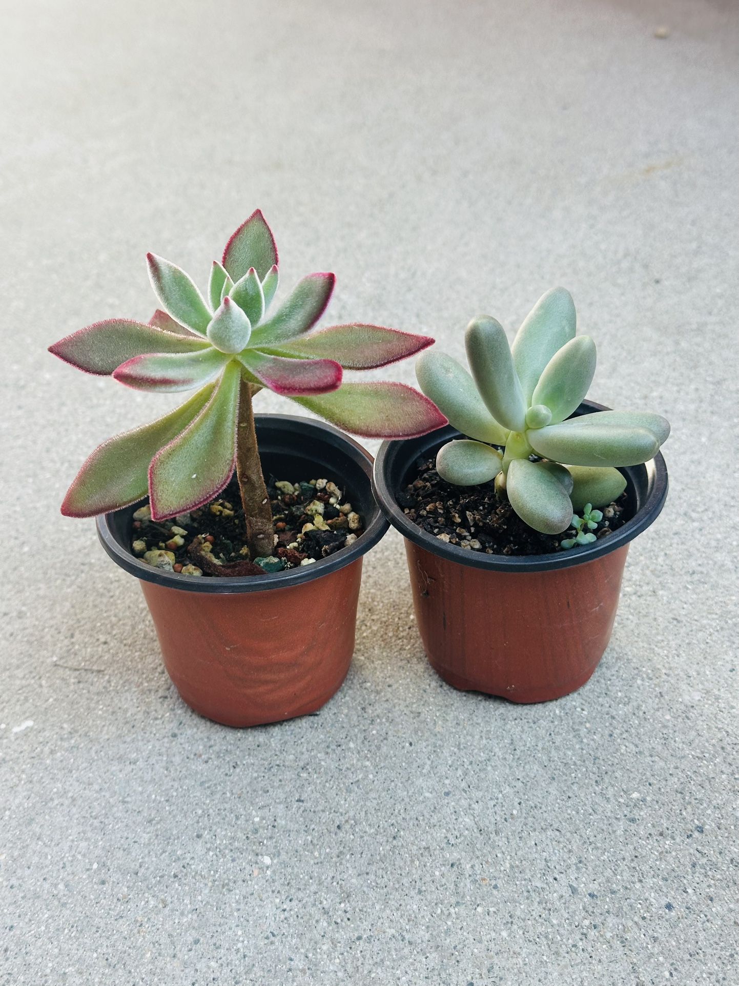 Succulents plants 🪴（2 for $5）