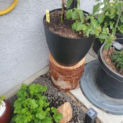 Natural Palm Wood Stands 