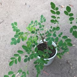 Malunggay/Moringa Plants