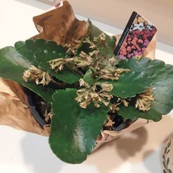 Real Beautiful Plants In Weeki Wachee Spring Hill