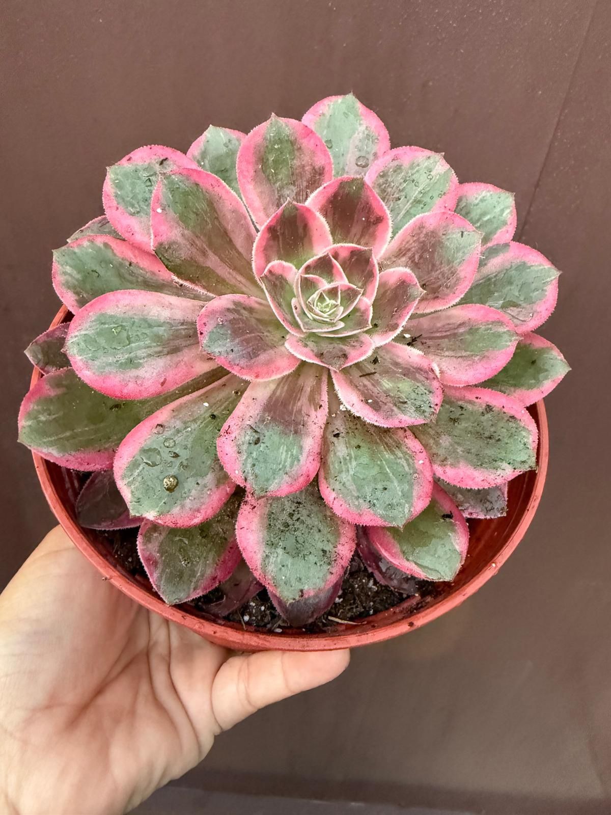 6” aeonium wedding dress