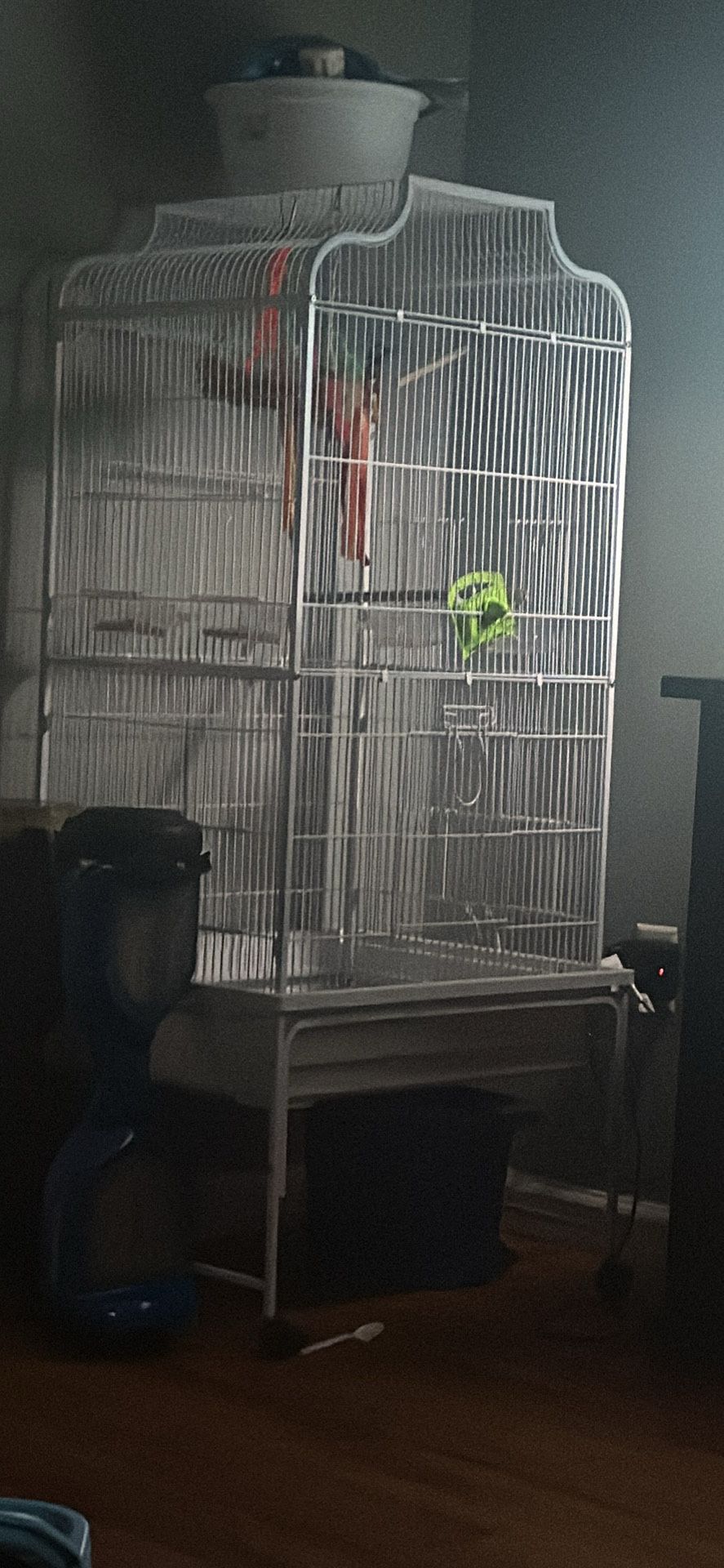 Bird Cadge