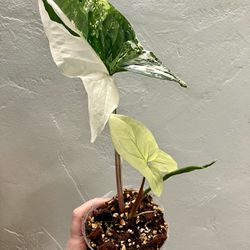 Syngonium Albo Plant- Next Leaf Coming Has Balanced Variegation