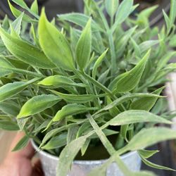 Faux Plants In Pots