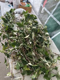 Syngonium Albo