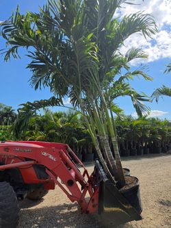Christmas palms over 10 to 11   feet tall Instant privacy Hedge and decoration
