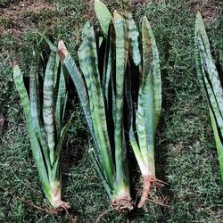 Plantas De Lengua De Suegra 