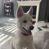Shaylee