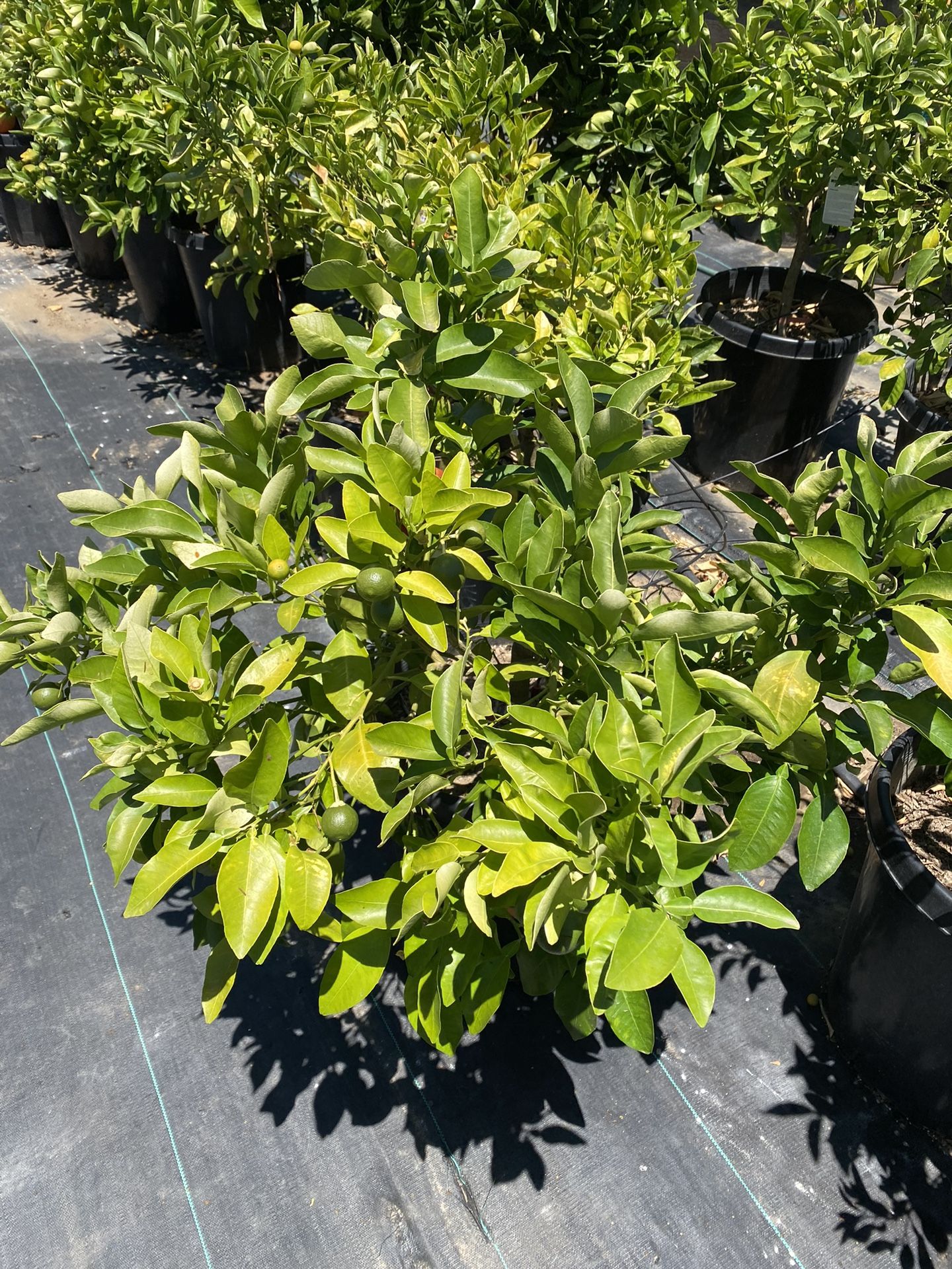 Star Ruby Red Grapefruit