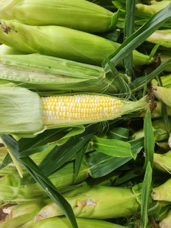 Sweetcorn & Veggies