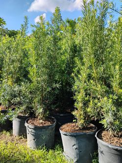 Podocarpus privacy hedges huge sale now $45