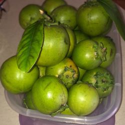 Black Sapote Fruit