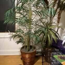 Palm Tree 