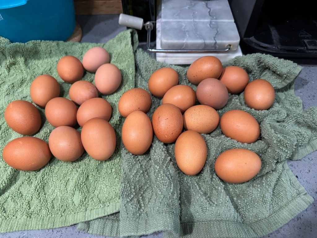 Fresh Eggs