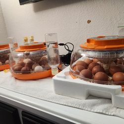 Huevos. Encuvadora