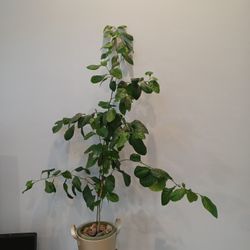 Live House Plant About 5 Feet Tall.  