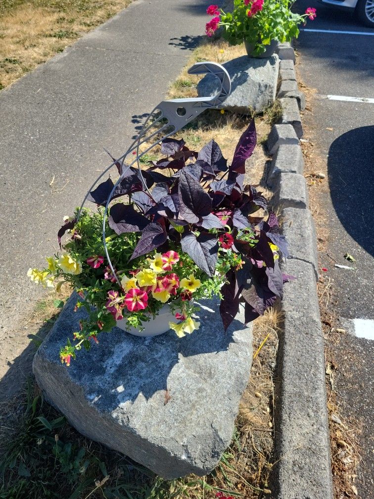 Hanging Baskets 