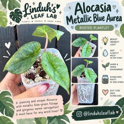 Alocasia Metallic Blue Aurea - Rare Alocasia