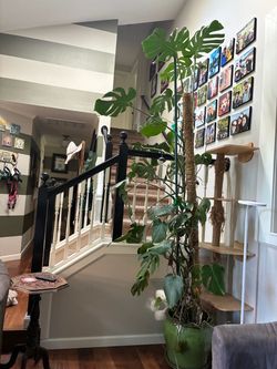 Monstera 10 ft tall