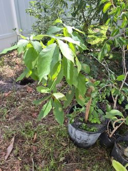 Young Tropical Tree Plant in Pot