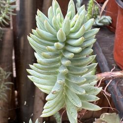 Succulents Plants 4”pot